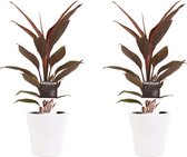 Duo 2 x Cordyline Tango met Anna white ↨ 40cm - 2 stuks - hoge kwaliteit planten