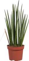 Sanseveria ↨ 40cm - hoge kwaliteit planten