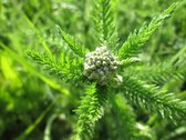 6x Achillea millefolium Lev. P9