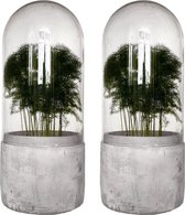 Set van 2 grote stolpen Ø12 cm x 29.5 cm| Terrarium planten, hoge luchtvochtigheid planten | Kweekkas, kweekkasje, broeikas voor stekjes | Jewel orchid | Cement, betonnen voet