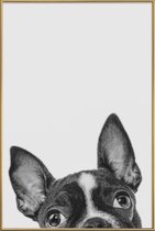 JUNIQE - Poster met kunststof lijst French Bulldog II -60x90 /Grijs &