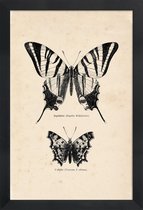 JUNIQE - Poster in houten lijst Butterfly Engraving -40x60 /Bruin &