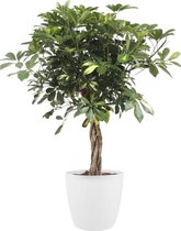 Schefflera Arboricola Gold Capella - Kamerplant - ø19cm - 80cm - Met Elho® Brussels Bloempot Wit