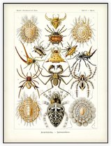 Epeira - Arachnida (Kunstformen der Natur), Ernst Haeckel - Foto op Akoestisch paneel - 60 x 80 cm