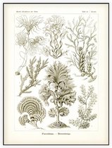 Zonaria - Fucoideae (Kunstformen der Natur), Ernst Haeckel - Foto op Akoestisch paneel - 60 x 80 cm