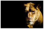 Leeuwin op zwarte achtergrond - Foto op Akoestisch paneel - 150 x 100 cm