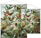 Trochilidae (of Kolibries), Ernst Haeckel - Foto op Textielposter - 45 x 60 cm
