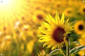 Tuinposter - De zonnebloem - omgezoomde rand - 120x80cm