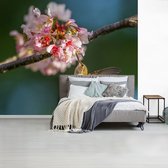 Papier peint photo femme colibri et fleur de cerisier en vinyle largeur 315 cm x hauteur 260 cm - Tirage photo sur papier peint (disponible en 7 tailles)