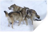 Sticker Muursticker Loups - Loups européens - 120x80 cm - feuille autocollante - sticker mural repositionnable