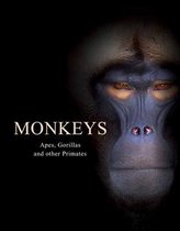 Animals- Monkeys