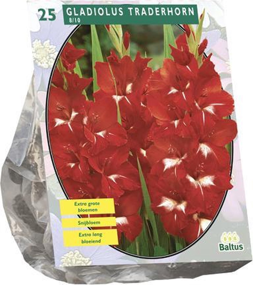 Gladiolus Traderhorn per 25 | zomerbollen | Rood