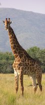 Giraffe deurposter 95x215cm