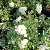 Rosa 'Sea Foam' - Bodembedekkende struikroos, in pot: Witte bloemen, rijkbloeiend en goed als bodembedekker.