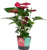 Mama's Planten -   Anthurium Michigan - Bloeiende Kamerplant - Geeft Sfeer En Zuurstof - ↨ 60cm - ⌀ 17cm