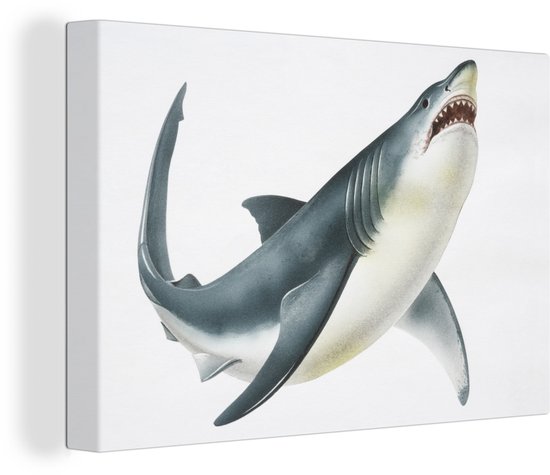 Une illustration d'un requin blanc sur une toile de fond blanc 60x40 cm - Tirage photo sur toile (Décoration murale salon / chambre)