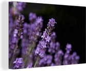 Canvas schilderij 180x120 cm - Wanddecoratie Close-up van paarse lavendel op een zwarte achtergrond - Muurdecoratie woonkamer - Slaapkamer decoratie - Kamer accessoires - Schilderijen