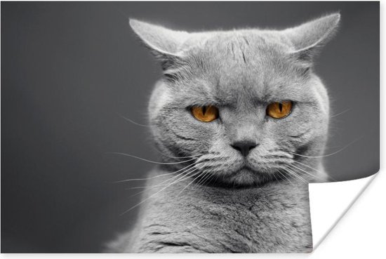 Poster Chat American Shorthair aux yeux orange 180x120 cm - Tirage photo sur Poster (décoration murale salon / chambre) / Poster Animaux domestiques XXL / Groot format!