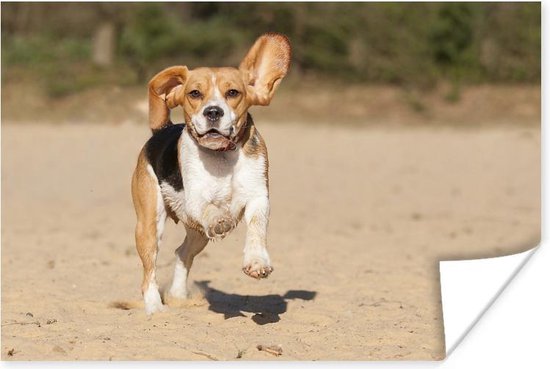 Poster Beagle se promène dans le sable 60x40 cm - Tirage photo sur Poster (décoration murale salon / chambre) / Poster Animaux domestiques