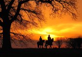 Tuinposter - Dieren / Wildlife - Paard in beige / bruin / oranje / zwart / wit  - 160 x 240 cm.