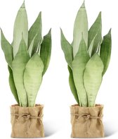 We Love Plants - Sansevieria Moonshine + Mand Dylan - 2 stuks - 50 cm hoog - Vrouwentong