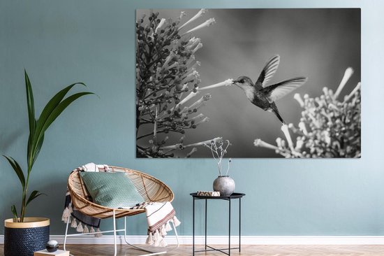 Nymphe des bois couronnée violette dans le parc national du Costa Rica en toile noir et blanc 2cm 150x100 cm - Tirage photo sur toile (Décoration murale salon / chambre) / Animaux sauvages Peintures sur toile