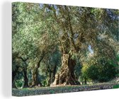 Canvas Schilderij De kronkelende stam van een olijfboom in een olijfgaard - 90x60 cm - Wanddecoratie