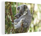Canvas Schilderij Koala - Jong - Tak - 60x40 cm - Wanddecoratie