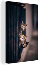 Canvas - Katten - Dieren - Kittens - Huisdieren - Muurdecoratie - 20x30 cm - Schilderijen op canvas - Woonkamer