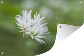 Tuinposter - Tuindoek - Tuinposters buiten - De sierlijke bloem van de daslook - 120x80 cm - Tuin