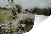 Tuinposter - Tuindoek - Tuinposters buiten - Dagpauwoog vlinder op lavendel - 120x80 cm - Tuin