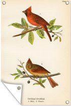 Muurdecoratie Antieke vogelprent vogels - 120x180 cm - Tuinposter - Tuindoek - Buitenposter