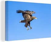 Aigle chauve européen dans un ciel bleu toile 30x20 cm - petit - Tirage photo sur toile (Décoration murale salon / chambre)