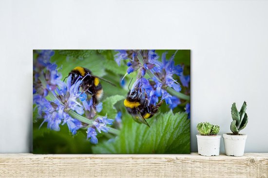 Bourdons bourdonnent devant une belle plant de Salvia Toile 30x20 cm - petit - Tirage photo sur toile (Décoration murale salon / chambre)