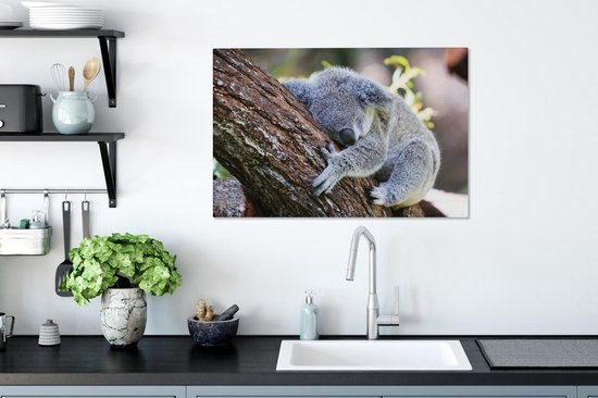 Peintures sur Toile Koala - Arbre - Endormi - 90x60 cm - Décoration murale