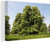 Canvas Schilderij Een kastanjeboom tijdens de lente in Engeland - 30x20 cm - Wanddecoratie