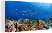 Des bancs de poissons nagent au-dessus des coraux colorés sur toile d'Indonésie 80x40 cm - Tirage photo sur toile (Décoration murale salon / chambre)