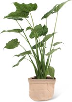 We Love Plants - Alocasia Cucullata + Plantbag Old Pink - 85 cm hoog - Olifantsoor