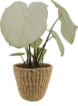 XL Caladium Garden White met mand Jip Naturel ↕ 80cm - Kamerplant