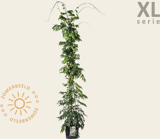 Wisteria sinensis 'Prolific' - XL