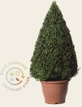 Buxus kegel 70cm