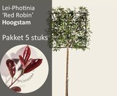 Lei-Photinia - Hoogstam - pakket 5 stuks +EXTRAS !