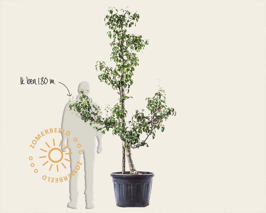 Pyrus communis 'Conference' - oude laagstam