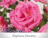 Rosa 'Zéphirine Drouhin'