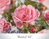 Rosa 'Bonica 82' - 110 cm stam