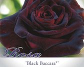 Rosa 'Black Baccara'