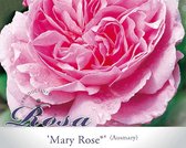 Rosa 'Mary Rose' - 090 cm stam