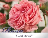 Rosa 'Coral Dawn'