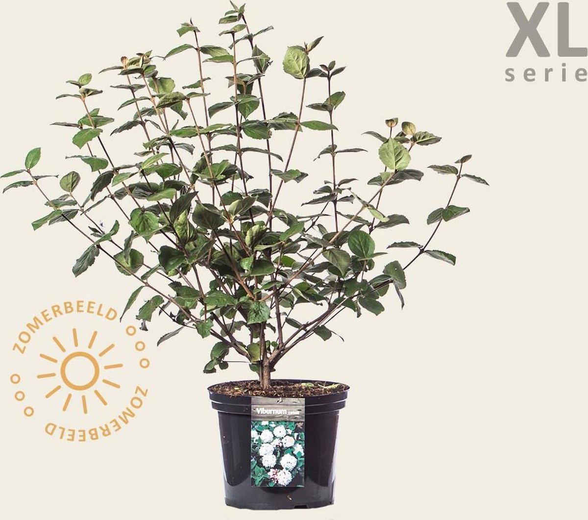 Viburnum carlesii XL