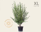 Ligustrum ovalifolium - XL